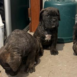 Boy 5 - Black brindle male Cane Corso puppy in Tabor City, North Carolina from Dream Team Kennels