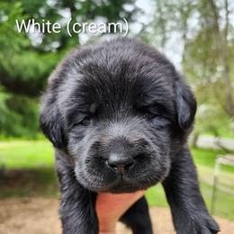 White collar - Black male Labrador Retriever puppy in Mossyrock, Washington from White River Labradors