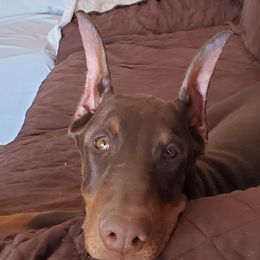 Nika - Doberman Pinscher
