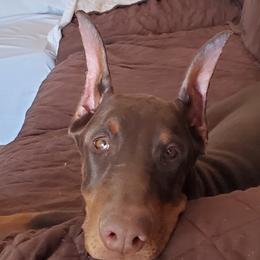 Nika - Doberman Pinscher