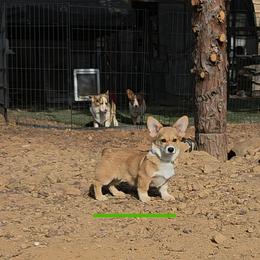 Green - Sable male Pembroke Welsh Corgi puppy in Grass Valley, California from Triple M Ranch Corgi's