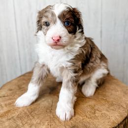Elvis Presley - Brown merle male Aussiedoodle puppy in Arlington, Washington from Doodle Love Laugh