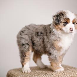 Miniature Australian Shepherd Puppies from R Heart Mini Aussies