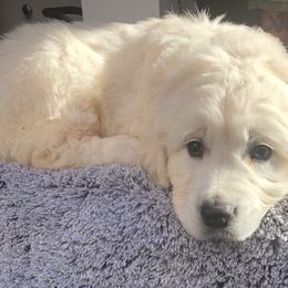 Golden Retriever Puppies from West Coast Cream Goldens