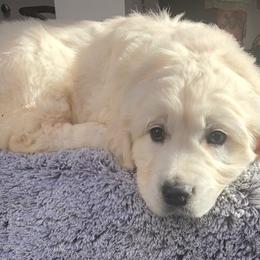 Golden Retriever Puppies from West Coast Cream Goldens