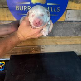 Second Pick - Light golden male Golden Retriever puppy in Kimberly, Idaho from Burr Oak Hills Kennel