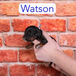 Watson - Black and tan male Cavapoo puppy in Calhoun, Georgia from Happy Top Doodles