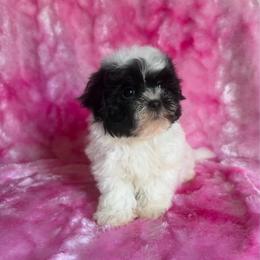 Sleeping Beauty - Black and white female Shihpoo puppy in Knoxville, Tennessee from Rocky Top Cavapoos