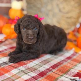 Funshine - Brown female Poodle puppy in Lavonia, Georgia from Peach Blossom Kennels