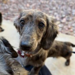 Levandel @WPS - Dachshund