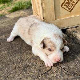 Lucy - Red merle female Border Collie puppy in Rickman, Tennessee from Roaring River Border Collies