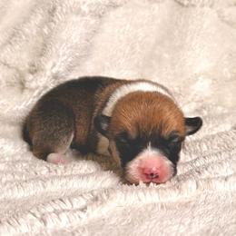 Girl 5 - Red female Pembroke Welsh Corgi puppy in Northwood, Iowa from Sorrel Sands Corgis