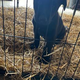 Blue collar - Black male German Shepherd puppy in Rushsylvania, Ohio from Surgenor Shepherds!