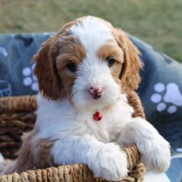Bernedoodle, Bernese Mountain Dog, Cavapoo, Goldendoodle, and Poodle Puppies from Happy Valley Puppies