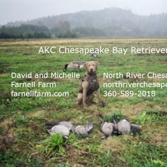 "Contact info." Chesapeake Bay Retriever Puppies from North River Chesapeakes