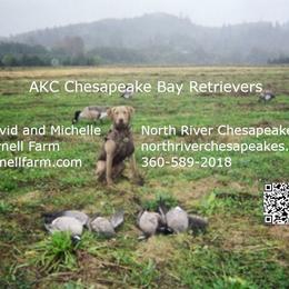 "Contact info." Chesapeake Bay Retriever Puppies from North River Chesapeakes