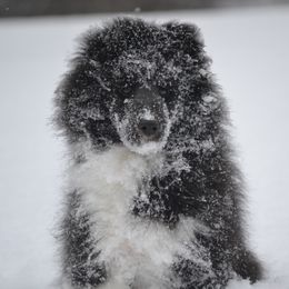 Shetland Sheepdog Puppies from Allison Gilbert
