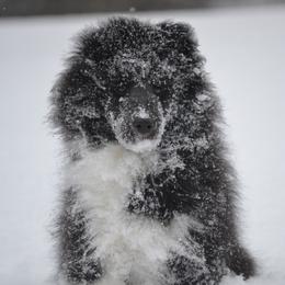 Shetland Sheepdog Puppies from Allison Gilbert