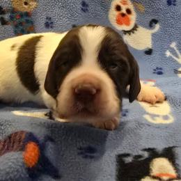 Xander - White and liver male English Springer Spaniel puppy in Palisade, Colorado from Bigfoot's Kennel