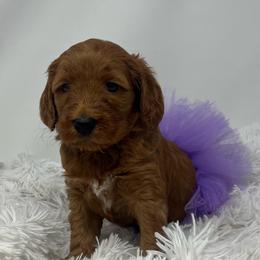Aspen's Purple Female - Apricot female Goldendoodle puppy in Great Falls, Montana from Montana Goldendoodles