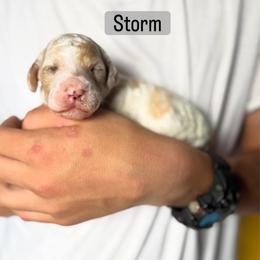 Storm - Parti male Poodle puppy in Lake Village, Indiana from Kennings Poodles and Company