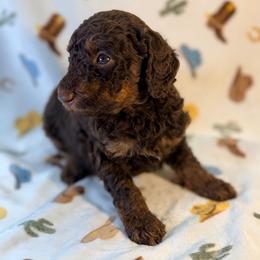 Girl2 - Phantom female Poodle puppy in Liberty, Texas from Poodles and Doodles Most Excellent Adventures