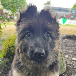 Sheba - Black and red female German Shepherd puppy in Graham, Washington from Wildeflecken Shepherds