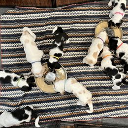 Basset Hound Puppies from Bear’s Bassets