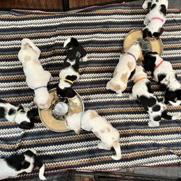 Basset Hound Puppies from Bear’s Bassets