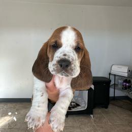 Girl 2 - Brown black and white female Basset Hound puppy in Las Animas, Colorado from J&D Dachsies