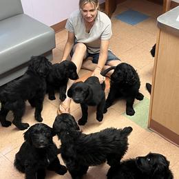 Assorted Doodle Crosses Puppies from Golden Mountain Doodles