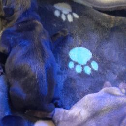 Fawn female 1 - Fawn female Pug puppy in Saint Helens, Oregon from Ebert Golden Retrievers & Pugs