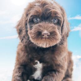 Ganache - Chocolate male Australian Labradoodle puppy in Redding, California from Shasta Royal Monroe Puppies