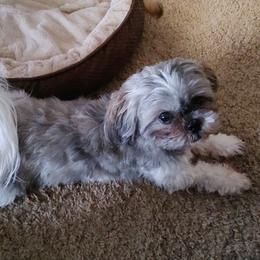 Shih Tzus from Terri Geiser-Gilchrist