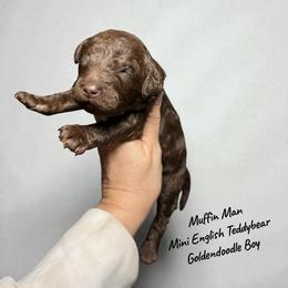 Muffin Chocolate English - Chocolate male Goldendoodle puppy in Grove, Oklahoma from Guinn Family Farms
