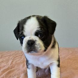 Boy 3 - Brindle male Pug puppy in Auburn, Kentucky from Prentice Family Pugs, Bugs & Corgis