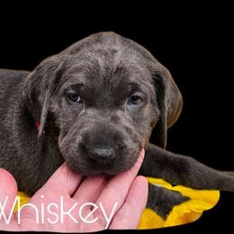 Whiskey - Charcoal female Dilute Retriever puppy in Sidney, Nebraska from Nebraska Strong Labradors