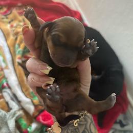 Neela - Sable female Dachshund puppy in Converse, Texas from JP's South Texas Dachshunds
