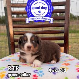 RTF Green collar - Red tri-color female Australian Shepherd puppy in Greenville, Texas from Amandas Aussies