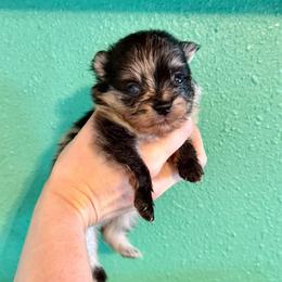 Winter - Blue merle female Pomeranian puppy in Stroud, Oklahoma from Laik’s Little Shihtz & Poms
