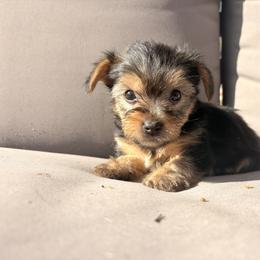 Yorkshire Terrier Puppies from Jaymele Fultz