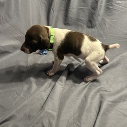 Boy- Green - White and liver male German Shorthaired Pointer puppy in Spencer, Massachusetts from Outback Kennels