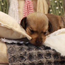 Girl 1 - female Dachshund puppy in Wakarusa, Indiana from PuppyLove Dachshunds