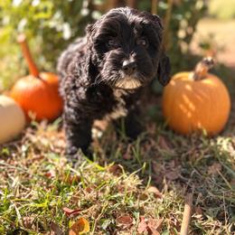 Sassafras - Black and white male Bernedoodle puppy in Travelers Rest, South Carolina from Bernedoodle.do