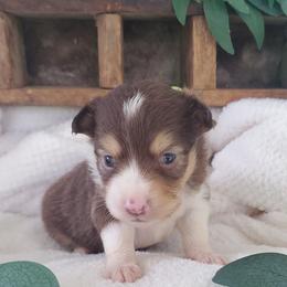 Miniature Australian Shepherd Puppies from Barnyard Mini Aussies