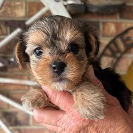 Girl 2 - Black and tan female Yorkshire Terrier puppy in Basile, Louisiana from The Lazy 3 Ranch