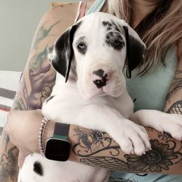 Great Danes from Chanoz Great Danes
