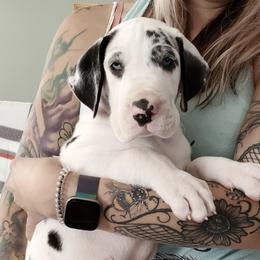 Great Danes from Chanoz Great Danes