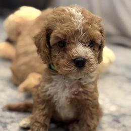 Buzz - Red and white male Cockapoo puppy in Waco, Texas from Cedar Ranch