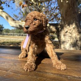 Girl 3 - Red  female Goldendoodle puppy in Fruitland Park, Florida from Mount Doodles
